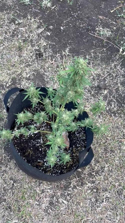 Dutch Treat - 1/7/26