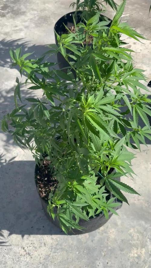 Thai - 1/5/26
