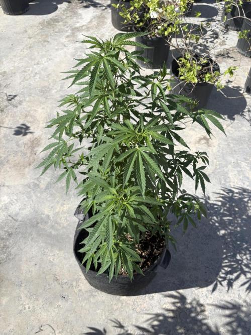Thai - 1/5/26. Week 10