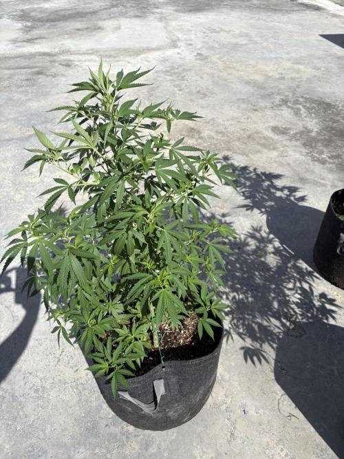 Thai - 1/5/26. Week 10