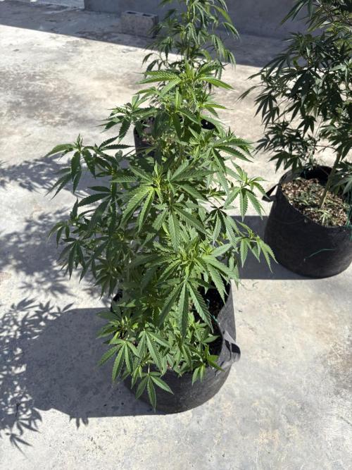 Thai - 1/5/26. Week 10