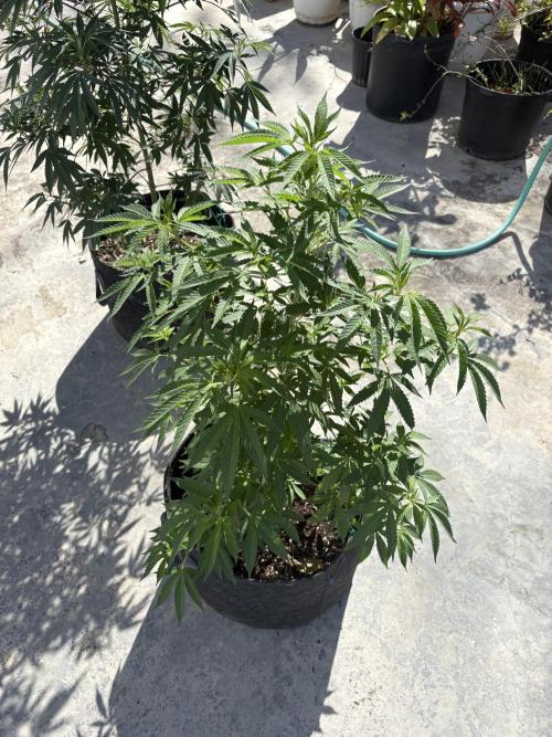 Thai - 1/5/26. Week 10