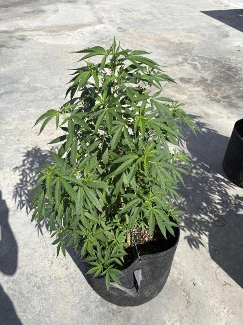 Thai. Week 10