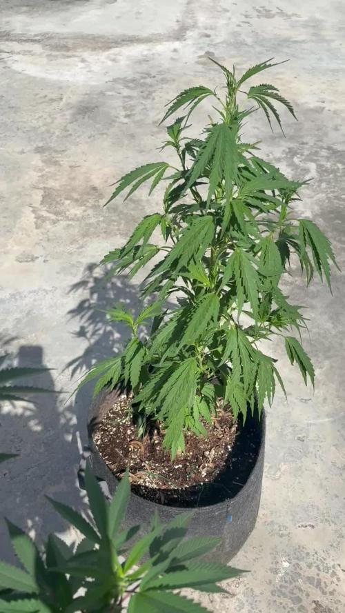 OG Kush - 1/4/26