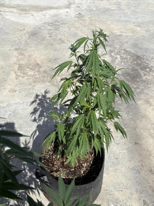 OG Kush - 1/4/26. Week 10