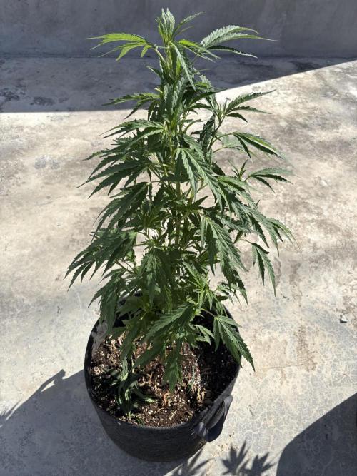 OG Kush - 1/4/26. Week 10