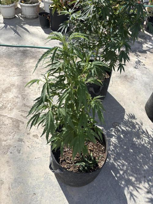 OG Kush - 1/4/26. Week 10