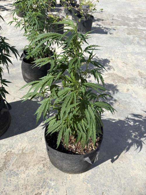 OG Kush. Week 10