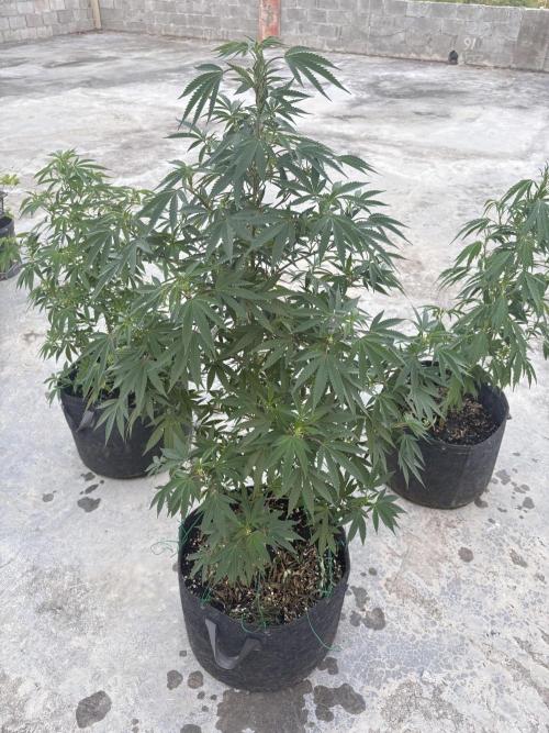 Blue Skunk - 12/29/25. Week 11