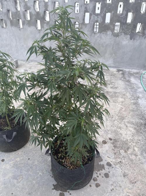 Blue Skunk - 12/29/25. Week 11