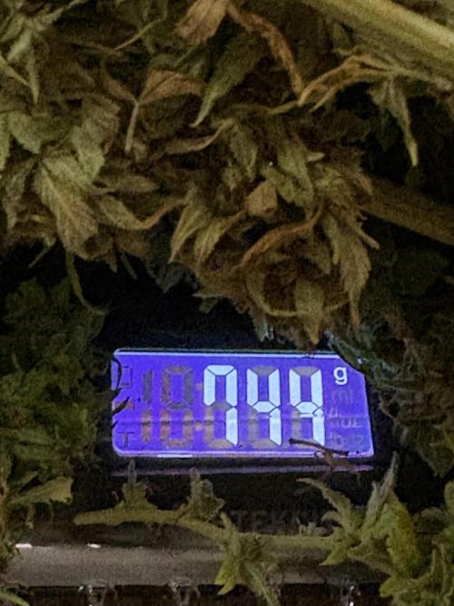Cherry Pie 8/28/25. Week 26