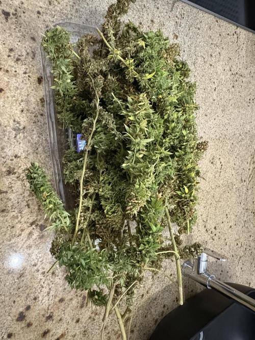 Cherry Pie 8/28/25. Week 26