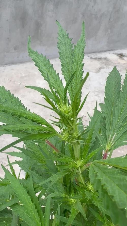 OG Kush - 1/4/26