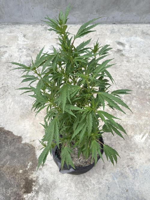 OG Kush - 1/4/26. Week 11