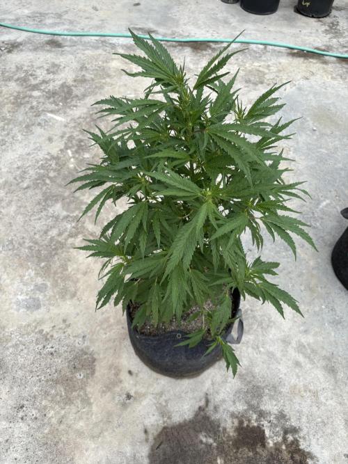 OG Kush - 1/4/26. Week 11