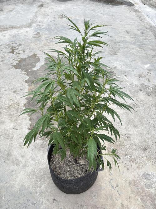 OG Kush - 1/4/26. Week 11