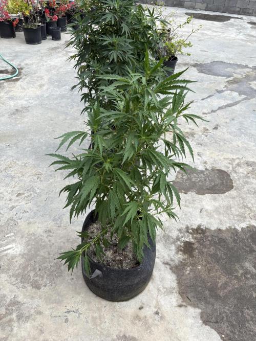 OG Kush. Week 11
