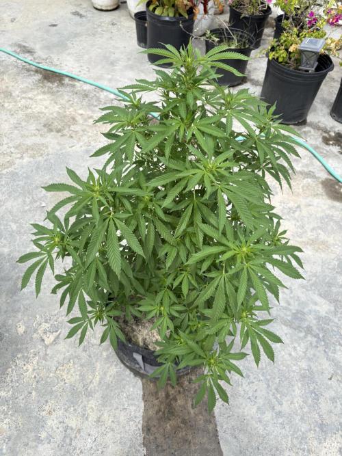 Thai - 1/5/26. Week 11