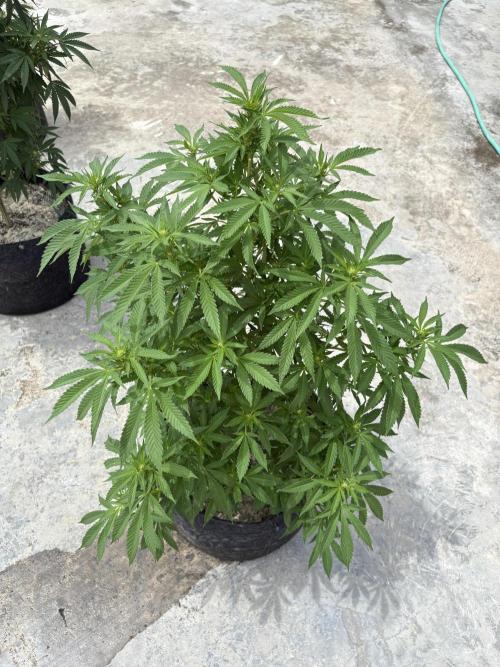Thai - 1/5/26. Week 11