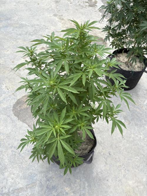 Thai - 1/5/26. Week 11