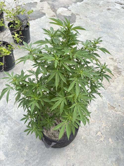 Thai - 1/5/26. Week 11