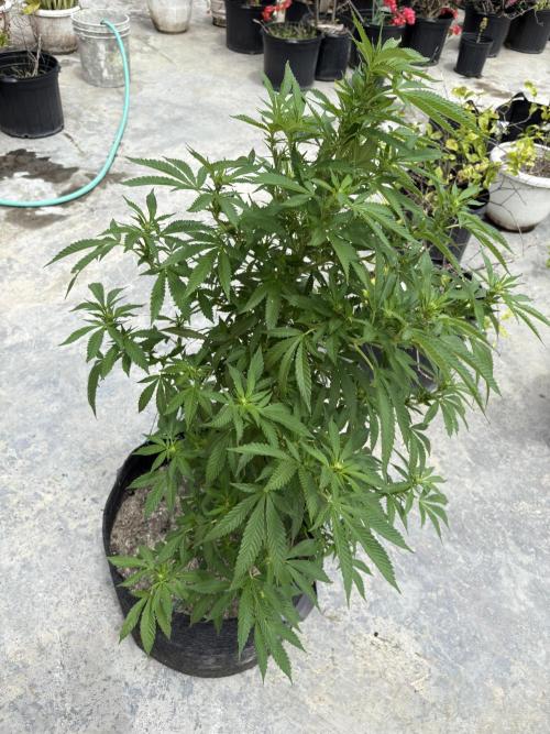 Thai. Week 11