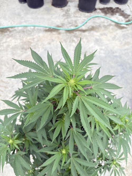 Blue Skunk - 12/29/25. Week 12