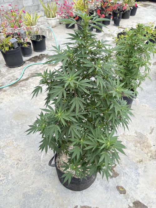 Blue Skunk - 12/29/25. Week 12
