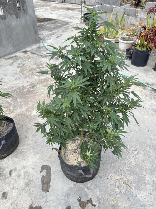 Blue Skunk - 12/29/25. Week 12