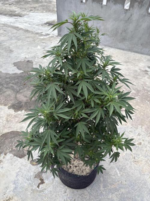 Blue Skunk - 12/29/25. Week 12