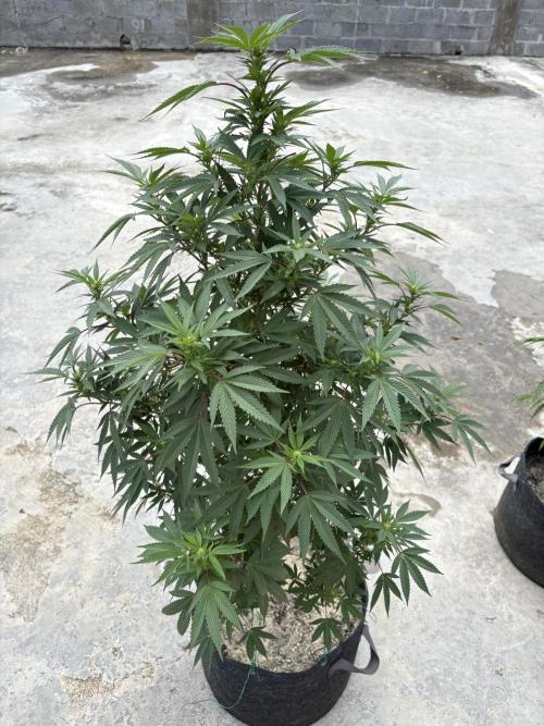 Blue Skunk. Week 12