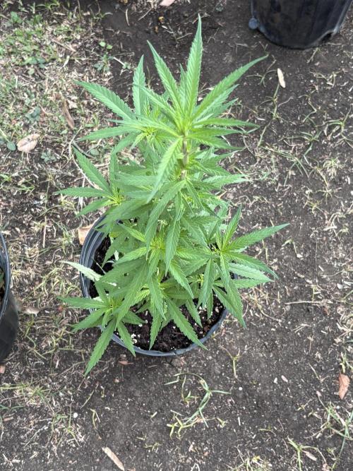 Hyper Vyper First Edition - 2/4/26. Week 7