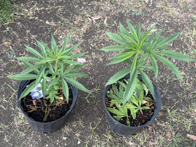 Panama Red - 2/22/26. Week 5