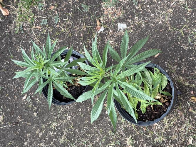 Panama Red - 2/22/26. Week 5