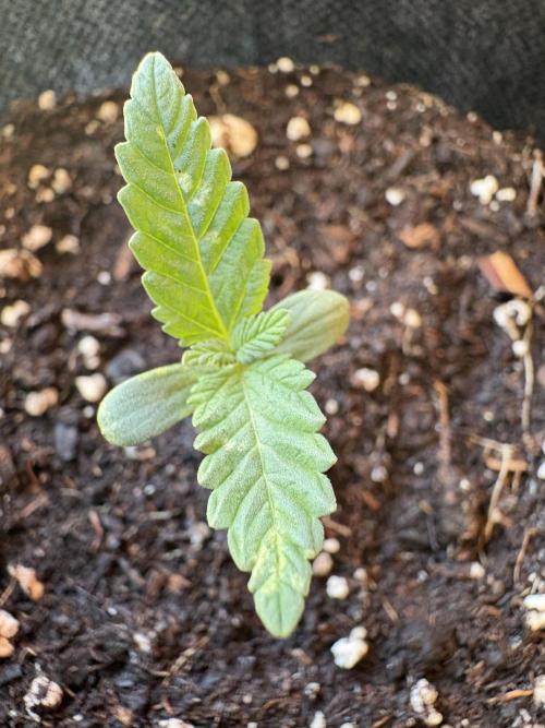 Blue Skunk - 4/12/26. Week 0