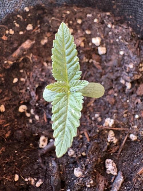 Blue Skunk - 4/12/26. Week 0