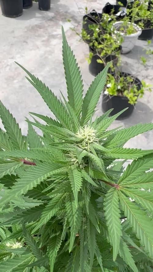 Blue Skunk 12/29/25