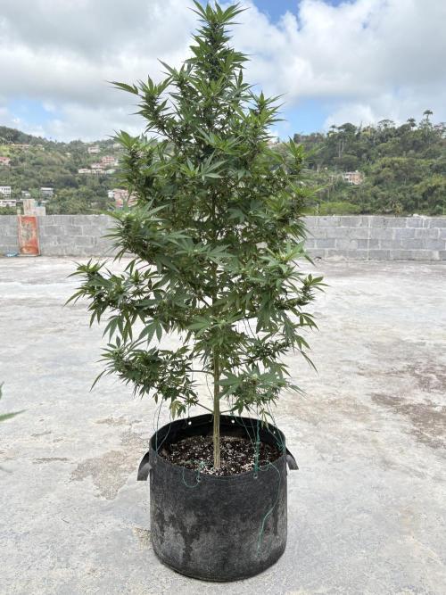Blue Skunk - 12/29/25. Week 13