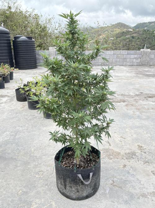 Blue Skunk - 12/29/25. Week 13