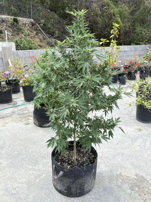 Blue Skunk - 12/29/25. Week 13
