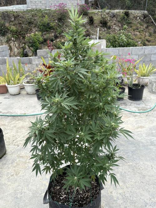 Blue Skunk - 12/29/25. Week 13