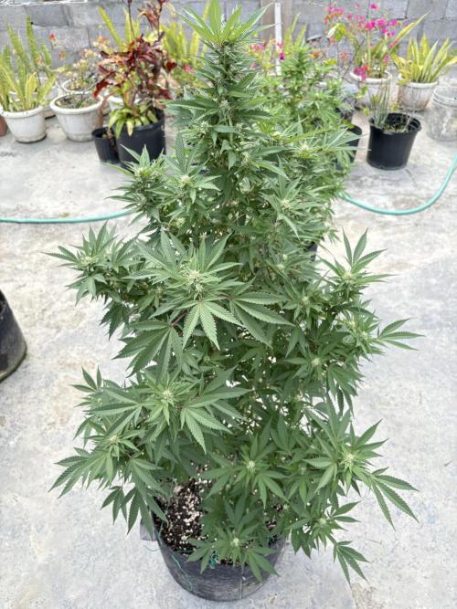Blue Skunk - 12/29/25. Week 13