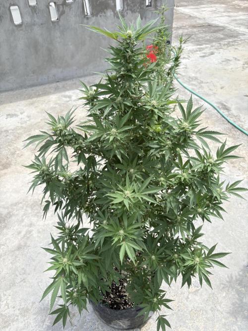 Blue Skunk - 12/29/25. Week 13