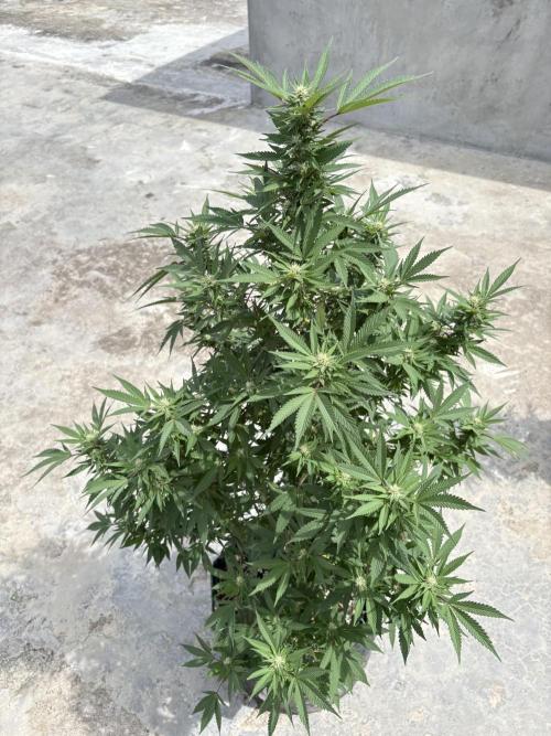 Blue Skunk - 12/29/25. Week 13