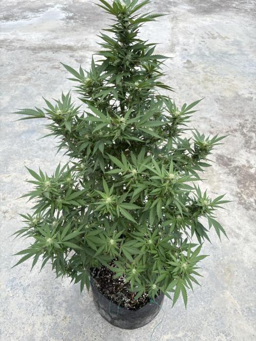 Blue Skunk. Week 13