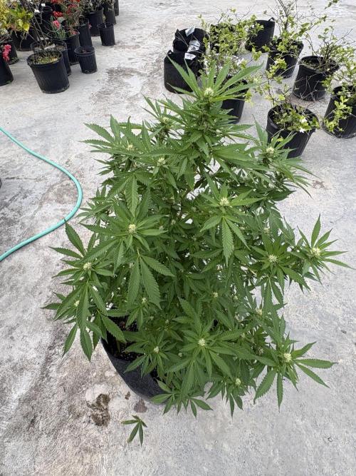 Thai - 1/5/26. Week 12