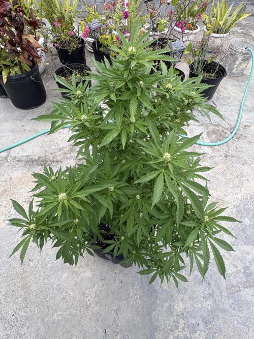Thai - 1/5/26. Week 12