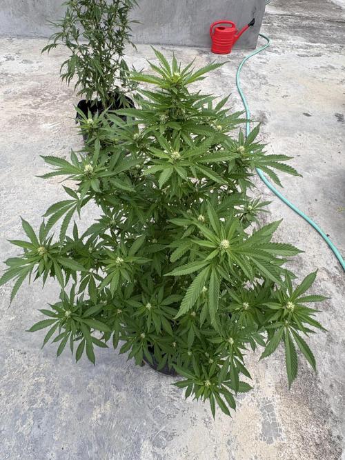 Thai - 1/5/26. Week 12