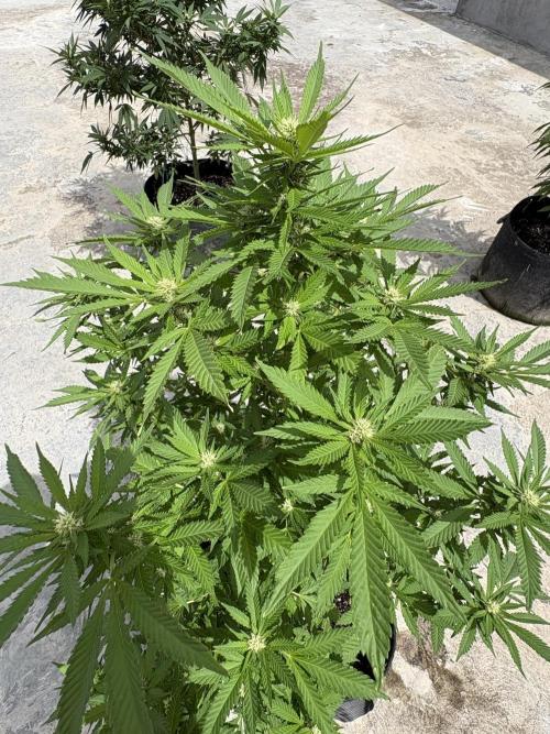 Thai - 1/5/26. Week 12