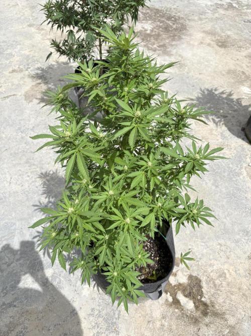 Thai. Week 12